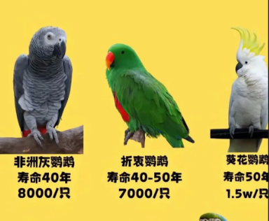 会说话的鹦鹉一般什么价格？